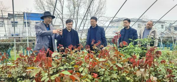洛阳市林业局来我市考察调研月季产业发展
